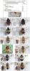 Volucella divers